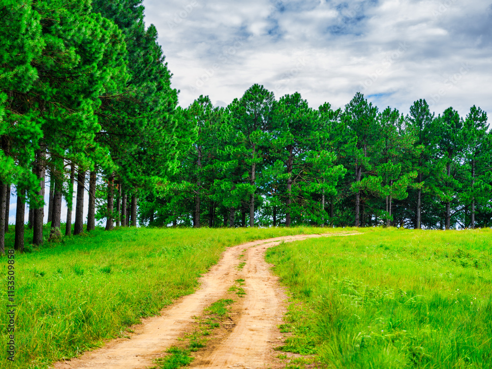 Scenic and tranquil landscape of the Drakensberg mountains with a winding 4x4 trail through pine trees, KwaZulu-Natal, South Africa