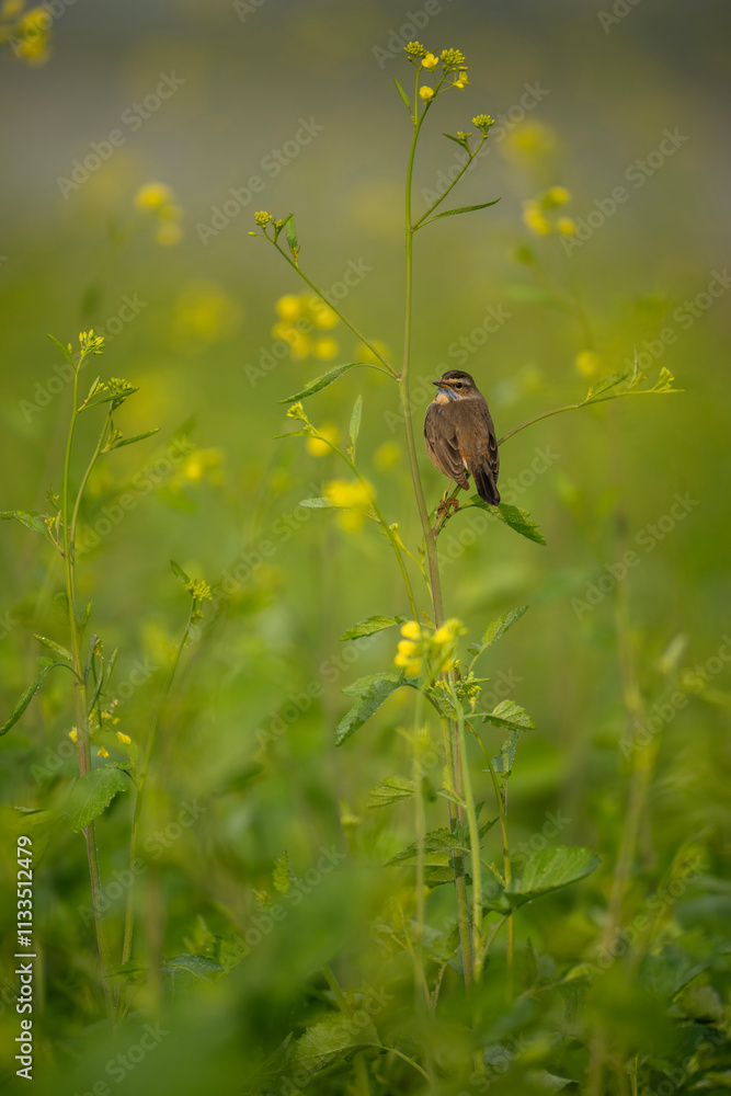 A beautiful shot of a bird, likely a Bluethroat, perched on a mustard plant stem, in the midst of vibrant yellow flowers.