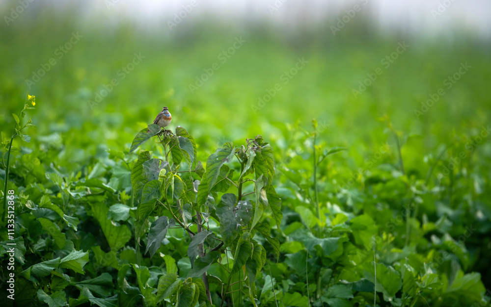 A Charming Bird Sings Amongst Blooming Mustard Plants