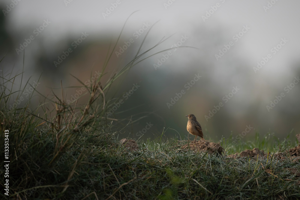 Bengal bush lark in morning