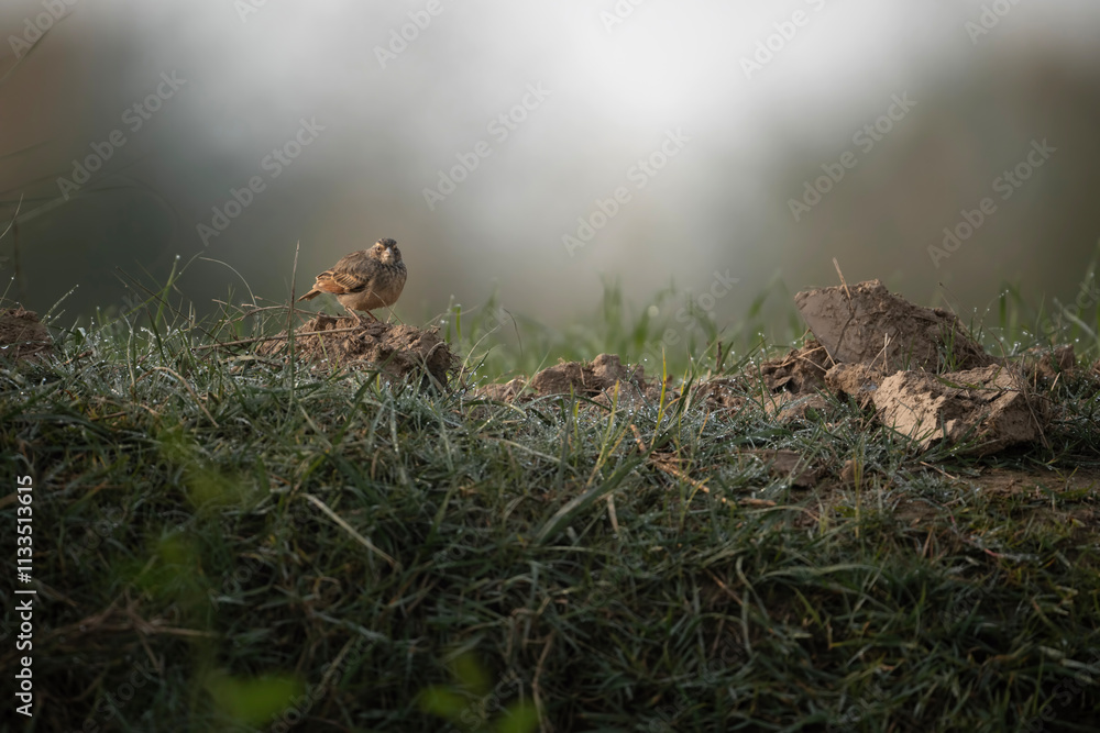 Bengal bus Lark in Fields in Morning