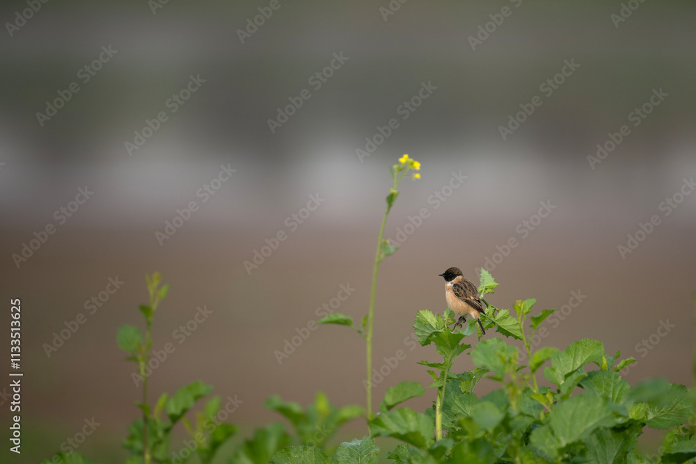 Stone Chat in Mustard Field
