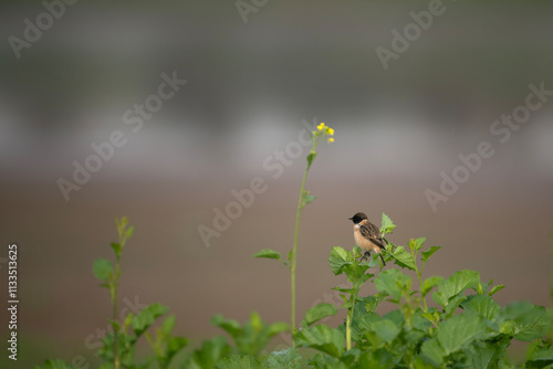 Obraz na płótnie Stone Chat in Mustard Field w salonie