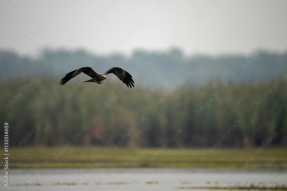 The black Kite Flying