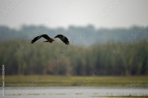 Obraz na płótnie The black Kite Flying w salonie