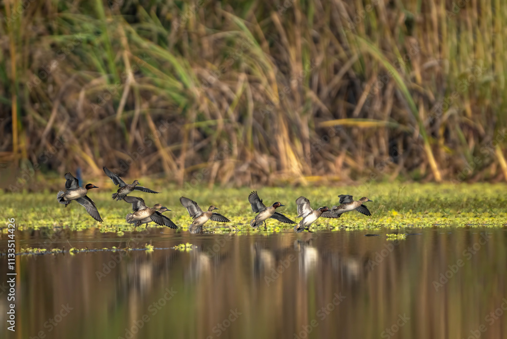 The Flock of Ducks Flying