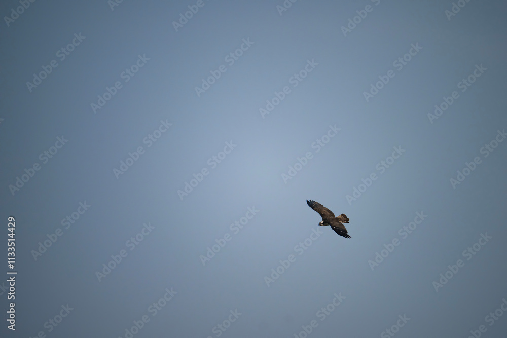 Osprey in flight (Pandion haliaetus)