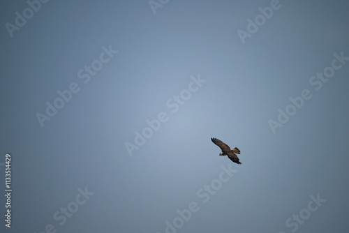 Obraz na płótnie Osprey in flight (Pandion haliaetus) w salonie