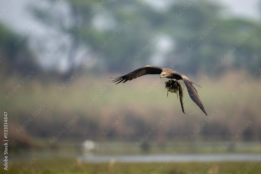 flying black kite in flight