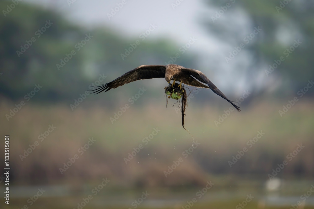 View of a black kite failed attempt to hunt