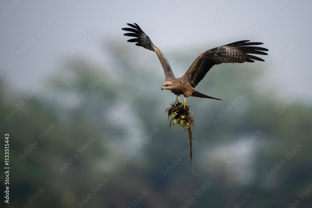 View of a black kite failed attempt to hunt