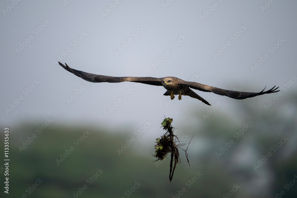 View of a black kite failed attempt to hunt