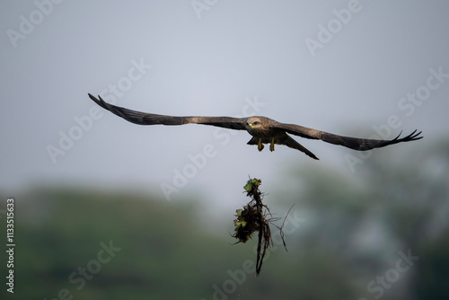 View of a black kite failed attempt to hunt 
