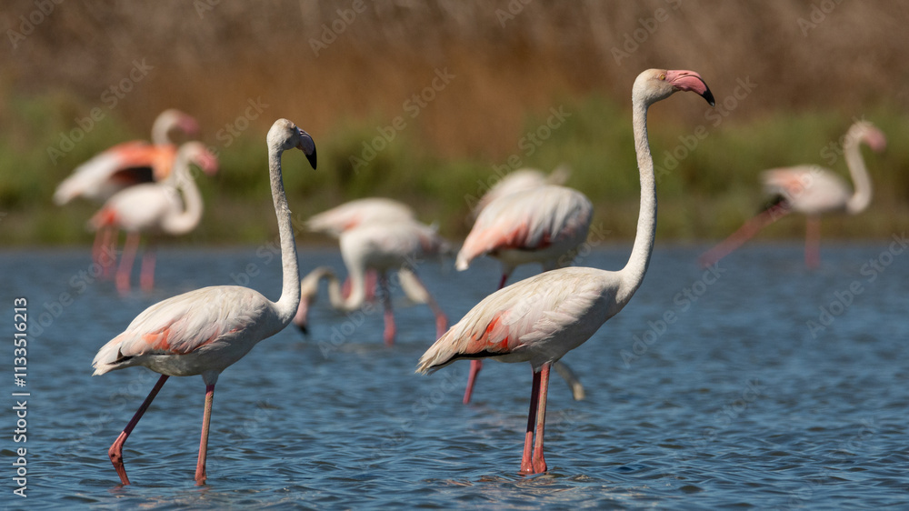 Obraz premium Flamencos