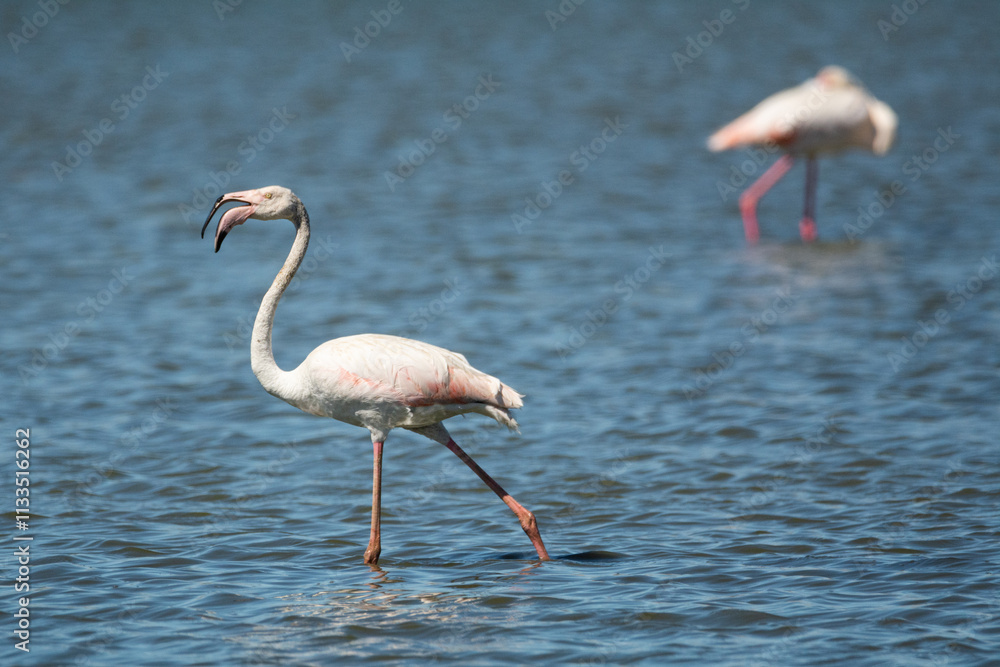 Obraz premium Flamencos