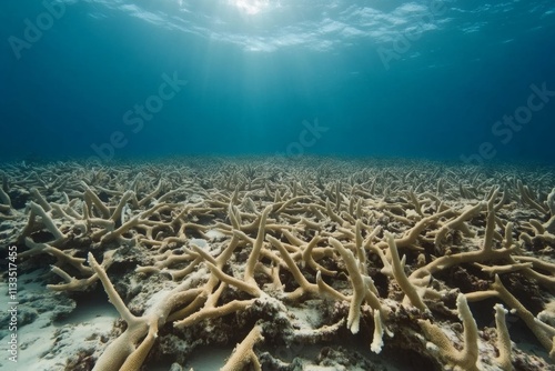 Bleached Coral Reef: A Silent Crisis photo