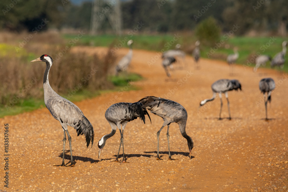 Fototapeta premium Grus grus