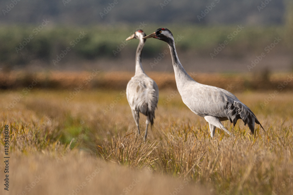 Naklejka premium Grullas