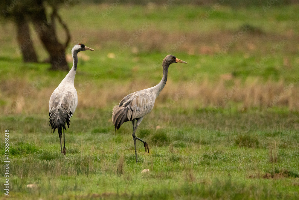 Naklejka premium Grullas