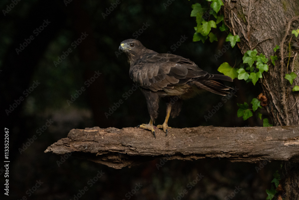 Fototapeta premium Buteo buteo