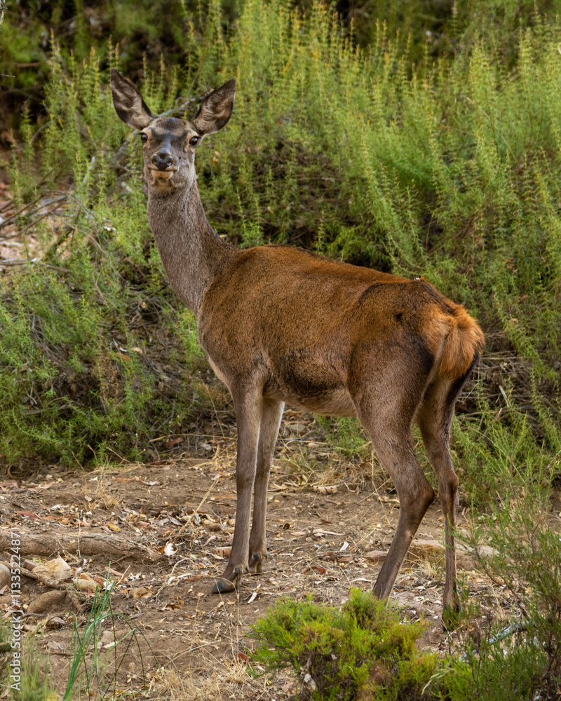 Obraz premium Cervus elaphus