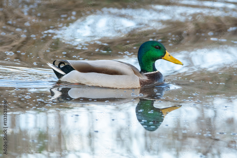 Obraz premium Anas platyrhynchos