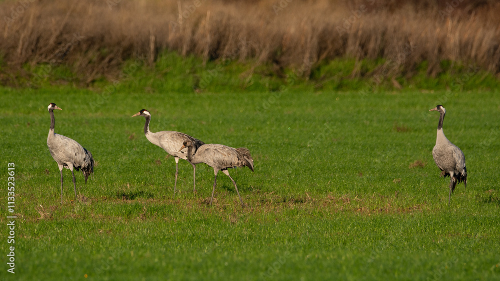 Obraz premium Grullas