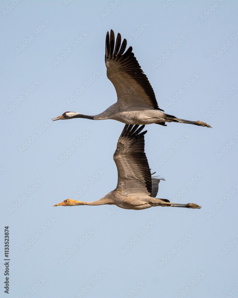 Obraz premium Grulla