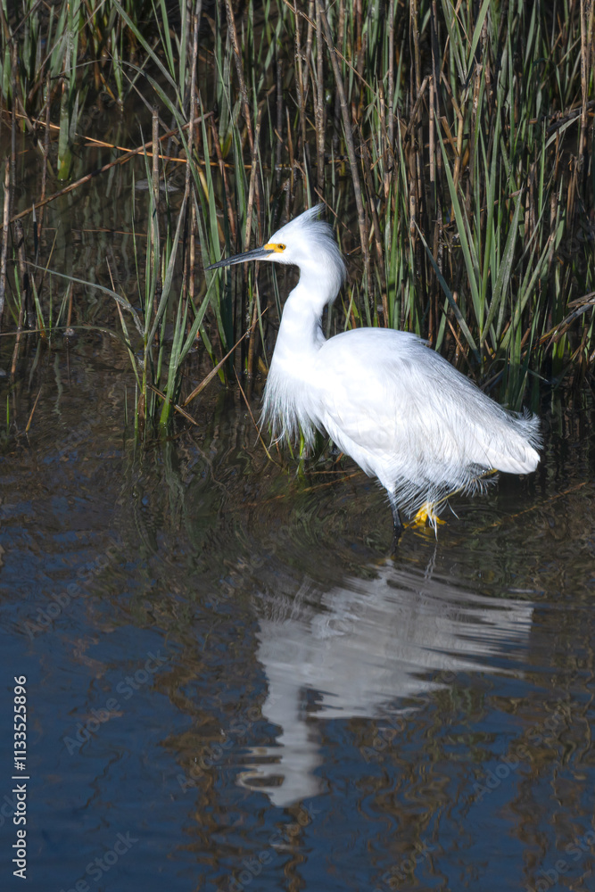 Fototapeta premium Profile view of Snowy Egret wading in tidal estuary.