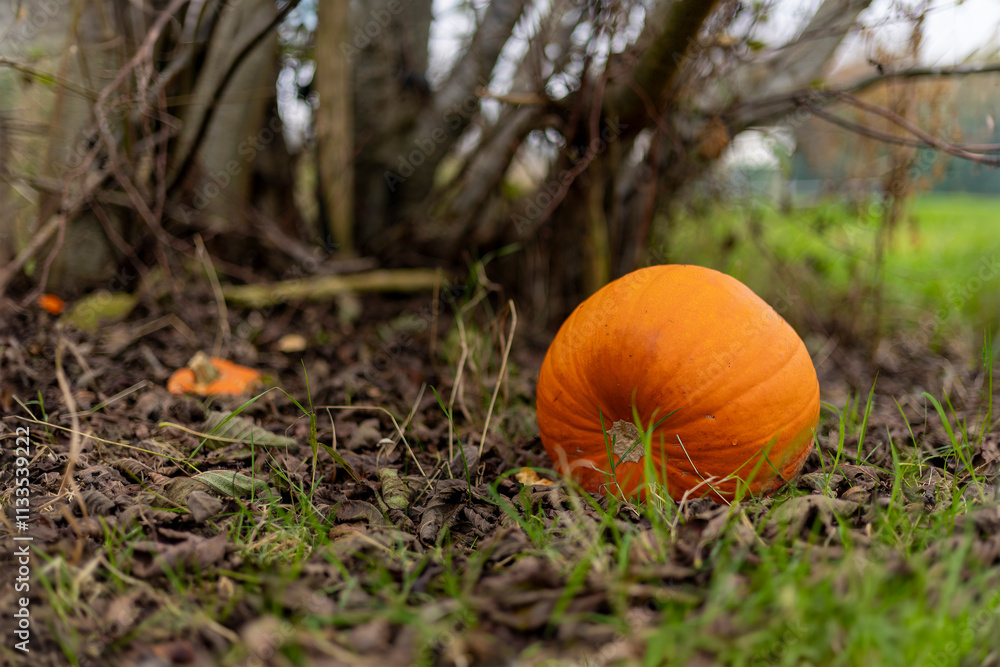 Carved Halloween Pumpkin Discarded on Ground Under Tree in Autumn Carved Halloween Pumpkin Discarded on Ground Under Tree in Autumn