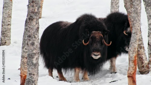 A small family of Musk Ox (Ovibos Moschatus) of Norway.