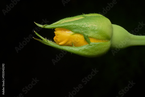 Yellow Flower Bud Beginning to Bloom on dark background