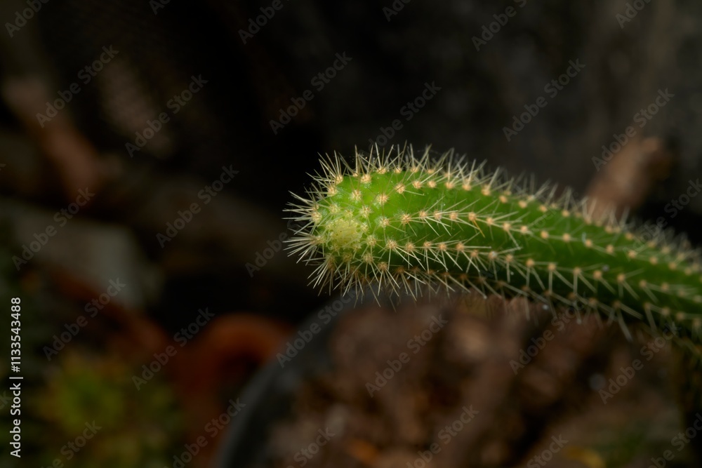 Fototapeta premium Close-Up of Cactus Stem with Sharp White Spines