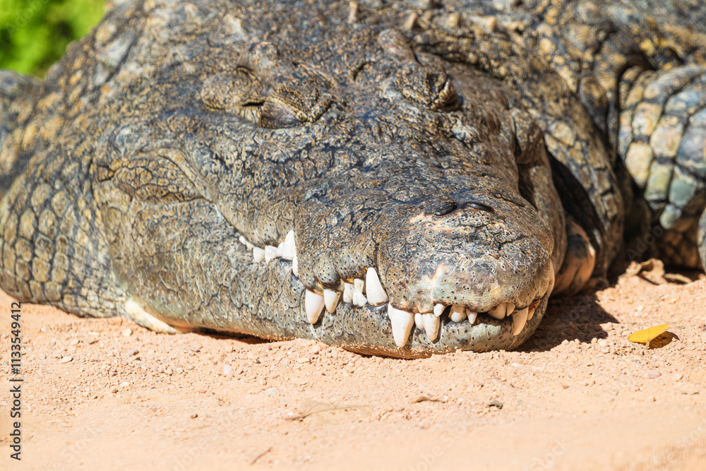 Fototapeta premium photographs of African crocodile in its natural habitat in the middle of nature