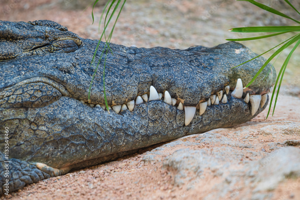 Obraz premium photographs of African crocodile in its natural habitat in the middle of nature