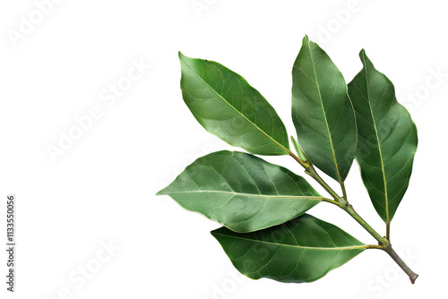 Indian Bay Leaf Isolated on Transparent Background photo