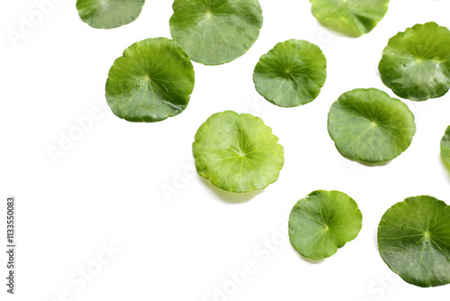 Centella asiatica plant (Gotu Kola) Fresh herb leaves