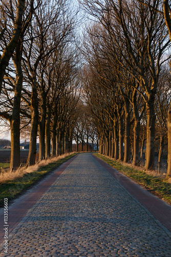 Cobblestone path lined with bare trees extends into the distance.  Rural Dutch landscape.