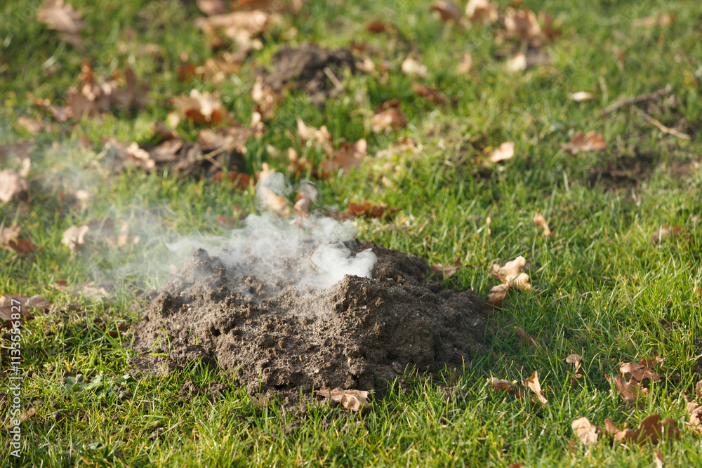 Smoke rises from a mound of disturbed earth in a grassy area. Possible mole activity. Smoke rises from a mound of disturbed earth in a grassy area. Possible mole activity.