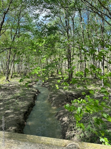 woodland creek in summer