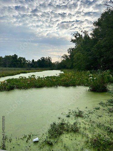 Lake covered in green summer morining