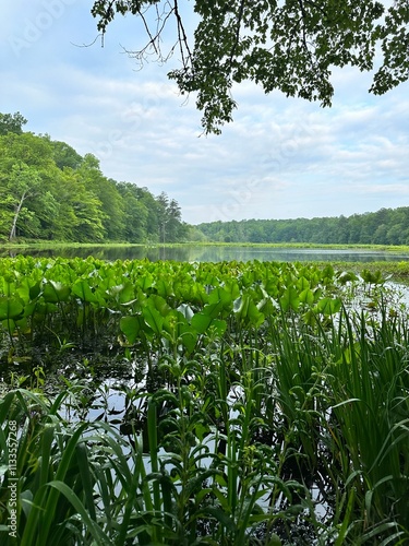Beautiful Summer Lake green catails 