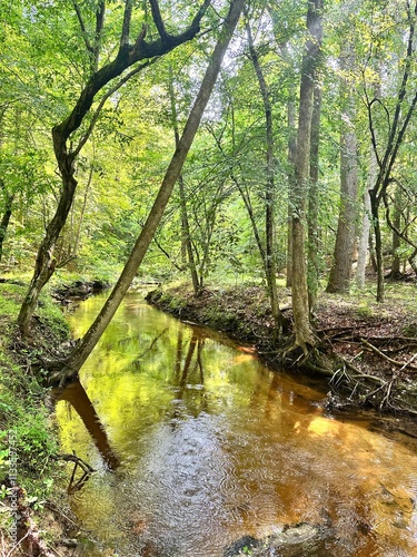 Golden creek through the forest in summer