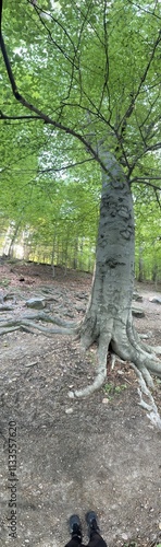 Tall tree in the forest clearing spring 