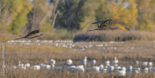 Ibis in flight at the  Wildlife Refuge