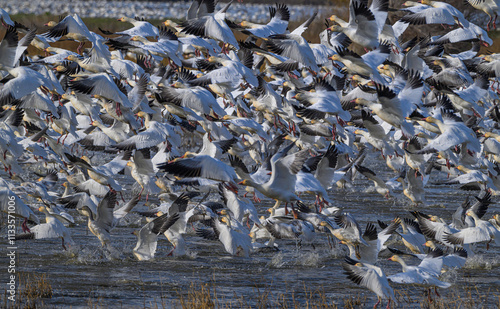 Snow Geese in the Pacific flyway in Northern California