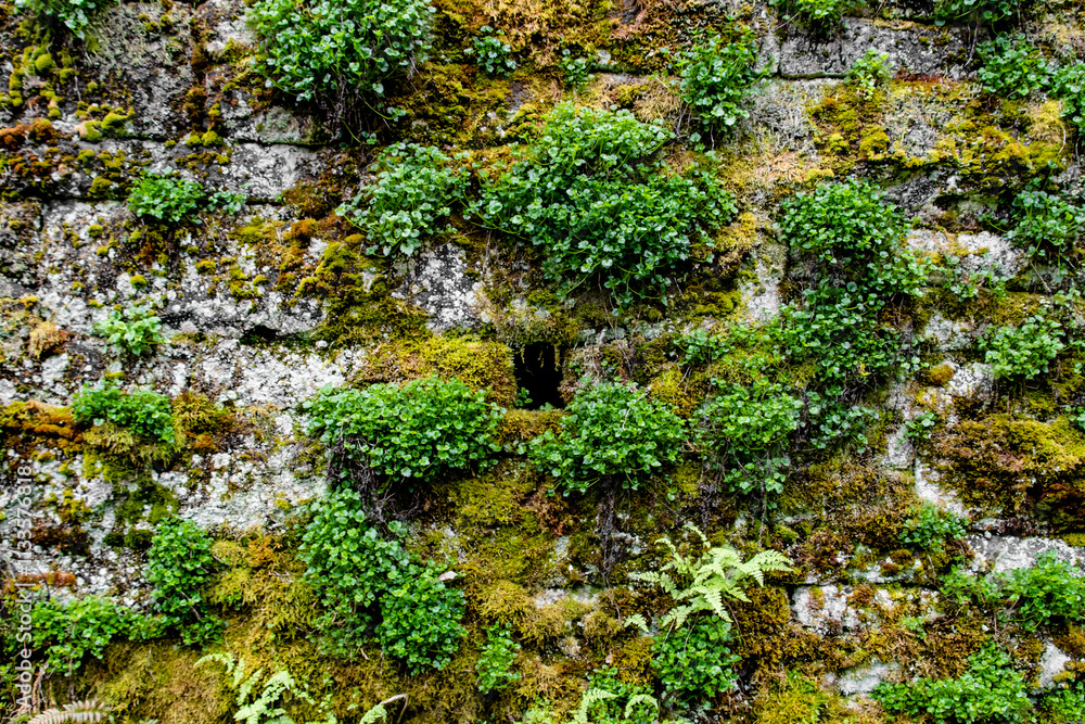 Fototapeta premium Moss Plants and Ivy on Stone Textured Wall