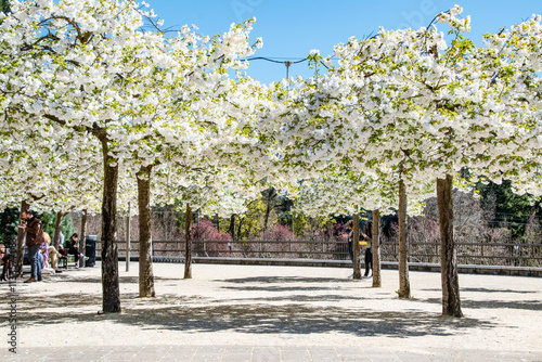 Symmetrical Row of Blossoming Trees in Lake Oswego Portland, Oregon