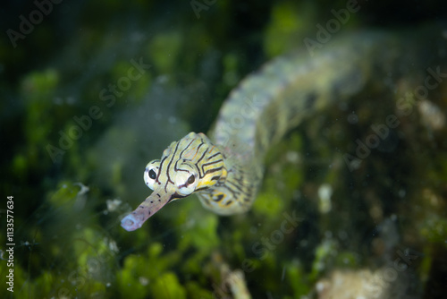 A reeftop pipefish, Corythoicthys haematopterus, swims along the seafloor of a coral reef in Indonesia. These sinuous fish are not too distantly related to seahorses. photo