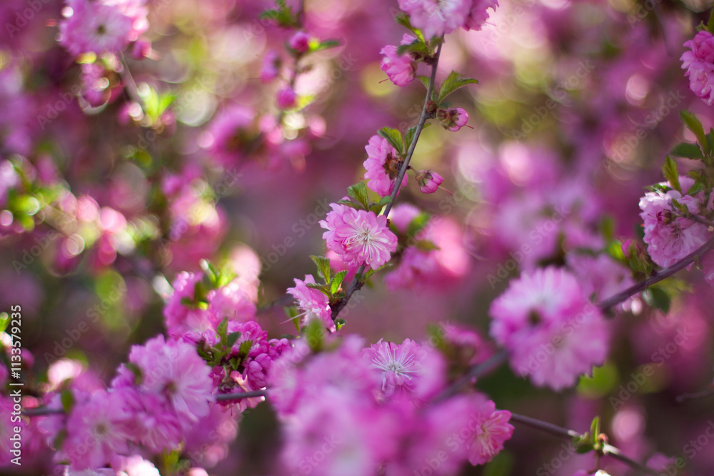 The pink sakura in the spring garden The pink sakura in the spring garden